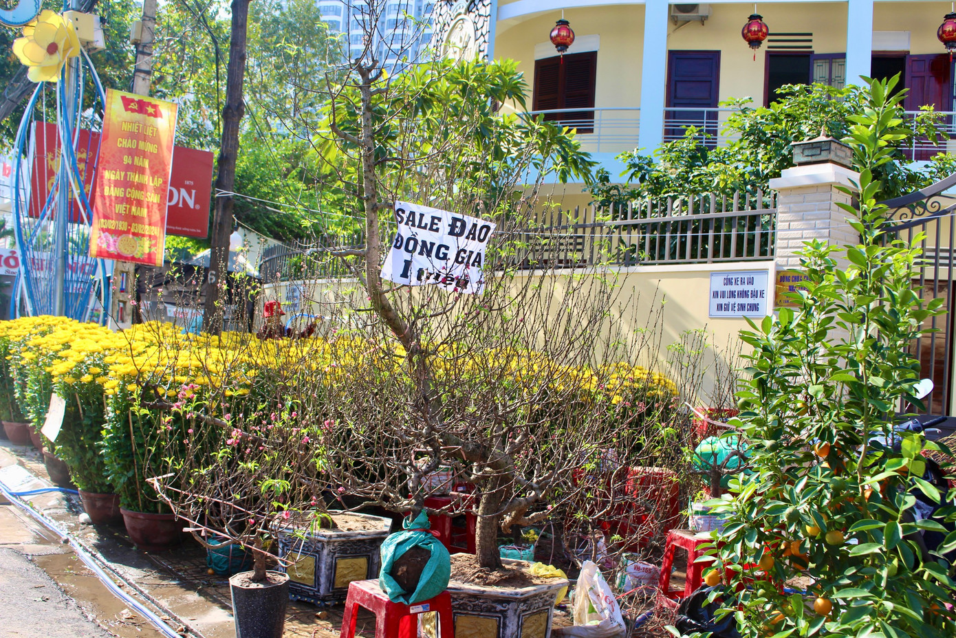 Tuy nhiên, những chậu đào lớn lại phải treo bảng đồng giá vì vắng người mua.