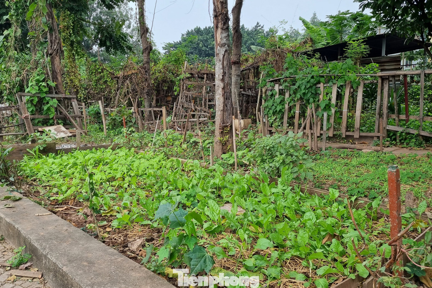 Hầu hết các thảm cỏ trong công viên bị người dân quây kín rào để trồng rau. Những khu vực trống, nơi vui chơi, lắp đặt các thiết bị tập thể dục cũng bị người dân chiếm dụng kê bàn ghế kinh doanh hàng quán.