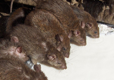 Chuột ở đây còn được cho ăn cẩn thận