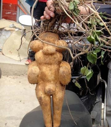 Cà chua có hai sừng ở Lancashire - Anh Củ khoai tây giống trái tim của xứ Wales Quả dưa chuột giống một con vịt đang bơi được tìm thấy ở Lincolnshire - Anh Quả lạc tiên có hình thù tế nhị được phát hiện tại thành phố San Jose de Ribamar - Brazil Quả mướp đắng hình chim hạc ở tỉnh Saitama - Nhật Bản Rễ cây có hình dáng giống người đàn ông tìm thấy ở Phúc Kiến - Trung Quốc Củ khoai tây hình con gấu ở Cambridge Củ hà thủ ô hình người tìm thấy ở Khúc Giang - Trung Quốc Quả cà chua mọc hai tai giống hình con thỏ ở Hampshire - Anh Cà chua có hai sừng ở Lancashire - Anh Củ khoai tây giống trái tim của xứ Wales Quả dưa chuột giống một con vịt đang bơi được tìm thấy ở Lincolnshire - Anh Quả lạc tiên có hình thù tế nhị được phát hiện tại thành phố San Jose de Ribamar - Brazil Quả mướp đắng hình chim hạc ở tỉnh Saitama - Nhật Bản Rễ cây có hình dáng giống người đàn ông tìm thấy ở Phúc Kiến - Trung Quốc Củ khoai tây hình con gấu ở Cambridge Củ hà thủ ô hình người tìm thấy ở Khúc Giang - Trung Quốc Quả cà chua mọc hai tai giống hình con thỏ ở Hampshire - Anh