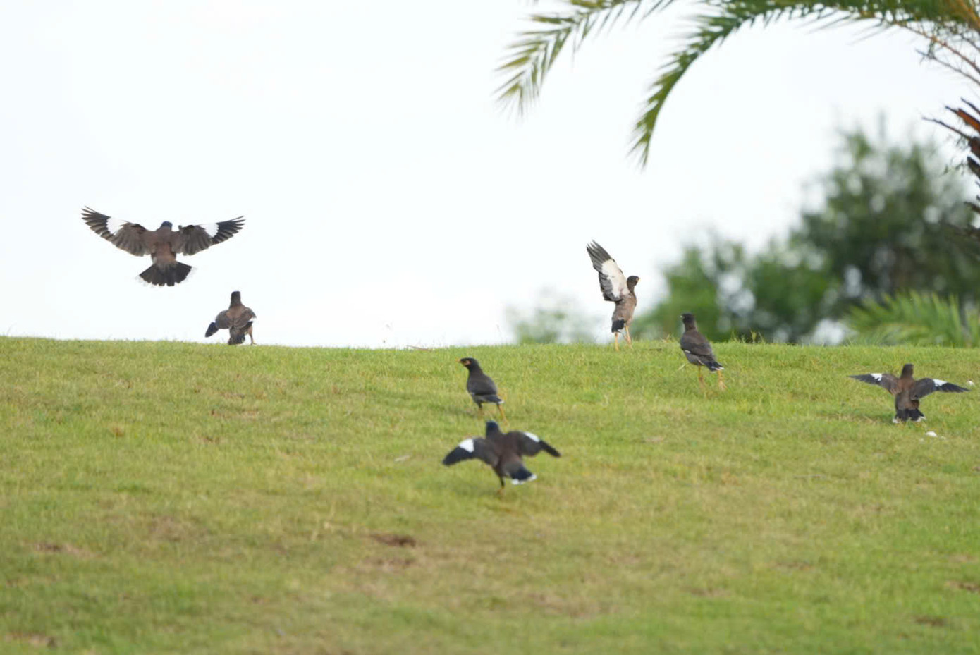 Một ngày giàu cảm xúc của 234 golfer trên sân golf Tân Sơn Nhất ảnh 36 Một ngày giàu cảm xúc của 234 golfer trên sân golf Tân Sơn Nhất ảnh 36