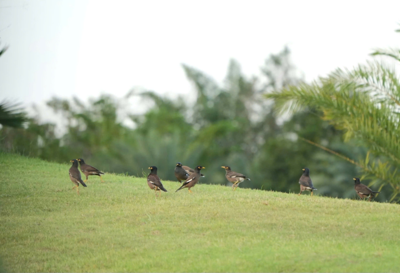 Một ngày giàu cảm xúc của 234 golfer trên sân golf Tân Sơn Nhất ảnh 37 Một ngày giàu cảm xúc của 234 golfer trên sân golf Tân Sơn Nhất ảnh 37