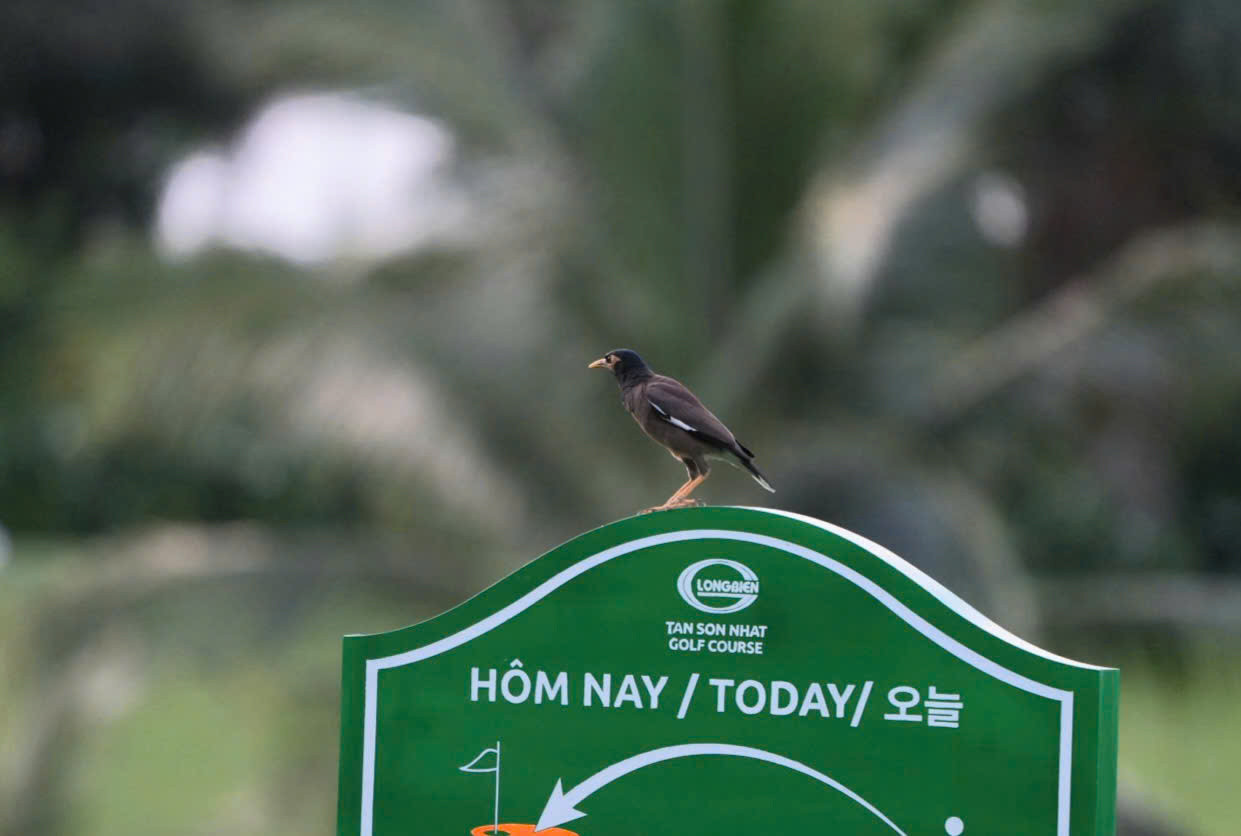 Một ngày giàu cảm xúc của 234 golfer trên sân golf Tân Sơn Nhất ảnh 35 Một ngày giàu cảm xúc của 234 golfer trên sân golf Tân Sơn Nhất ảnh 35