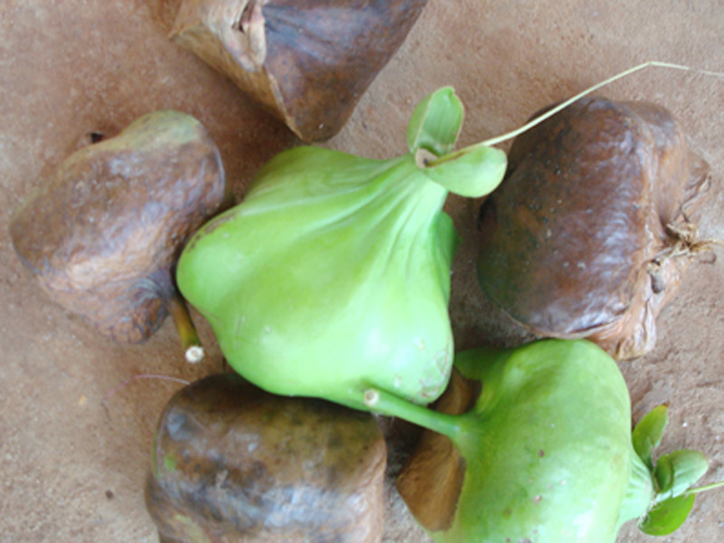 Bàng vuông, đặc sản Cồn Cỏ