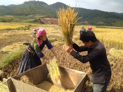 Giàng A Chu - “nghệ nhân” ruộng bậc thang đập lúa cùng vợ trong mùa gặt 