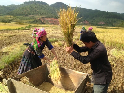 Giàng A Chu - “nghệ nhân” ruộng bậc thang đập lúa cùng vợ trong mùa gặt 