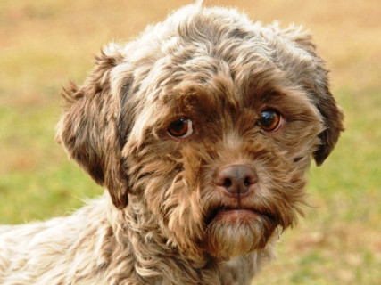 Khuôn mặt của Tonik rất giống mặt người