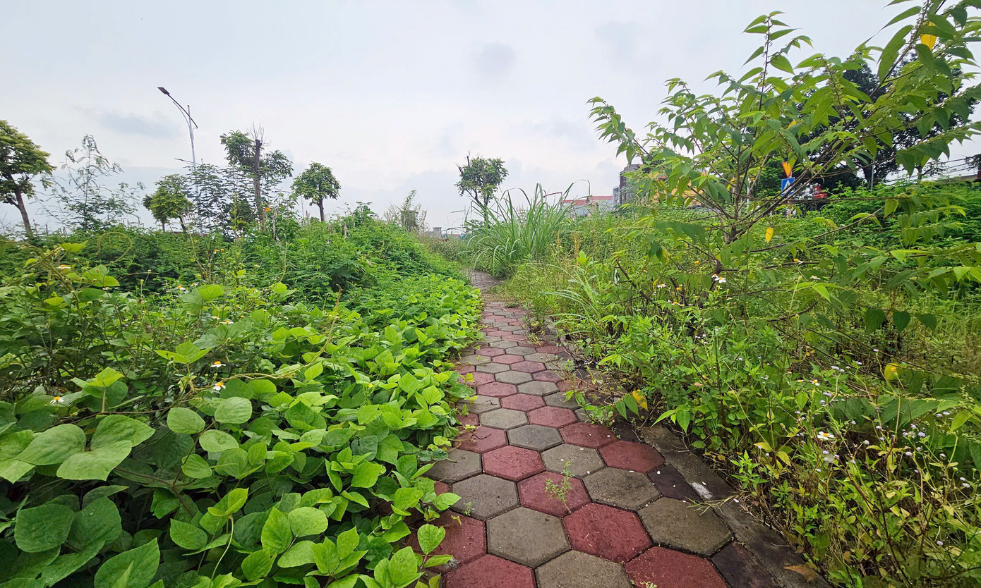 Cỏ mọc um tùm trên hạ tầng khu đất đấu giá.