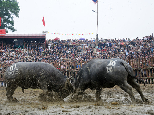 Hội chọi trâu Hải Lựu 2013. Ảnh: Tuấn Nguyễn