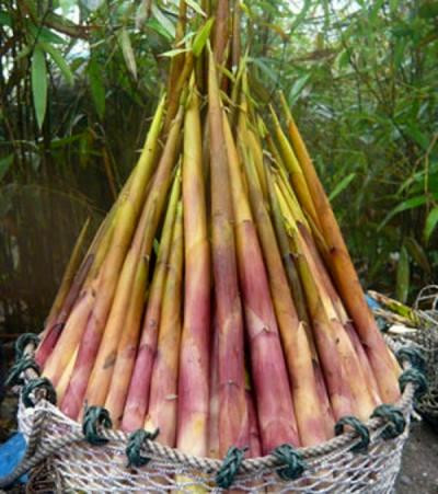 Mùa mưa được coi là mùa măng đắng ở Tây Bắc