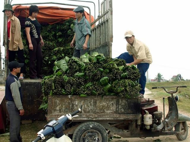 Lá dong được dân buôn đưa đến tận đầu làng