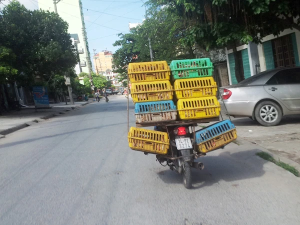 Chở gà vô tư trên đường phố Móng Cái