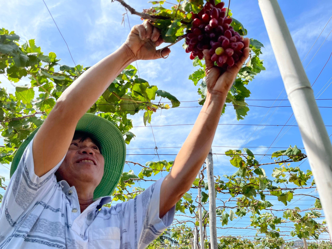 Theo ông Lộc, giống "nho ba màu" phải chăm bón kỹ hơn giống bình thường. Ảnh C.H Theo ông Lộc, giống "nho ba màu" phải chăm bón kỹ hơn giống bình thường. Ảnh C.H