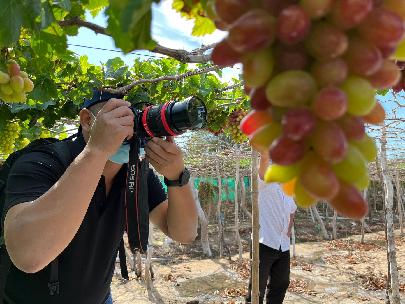 Du khách thích thú chụp hình vườn "nho ba màu" của bà Phượng. Ảnh C.H Du khách thích thú chụp hình vườn "nho ba màu" của bà Phượng. Ảnh C.H