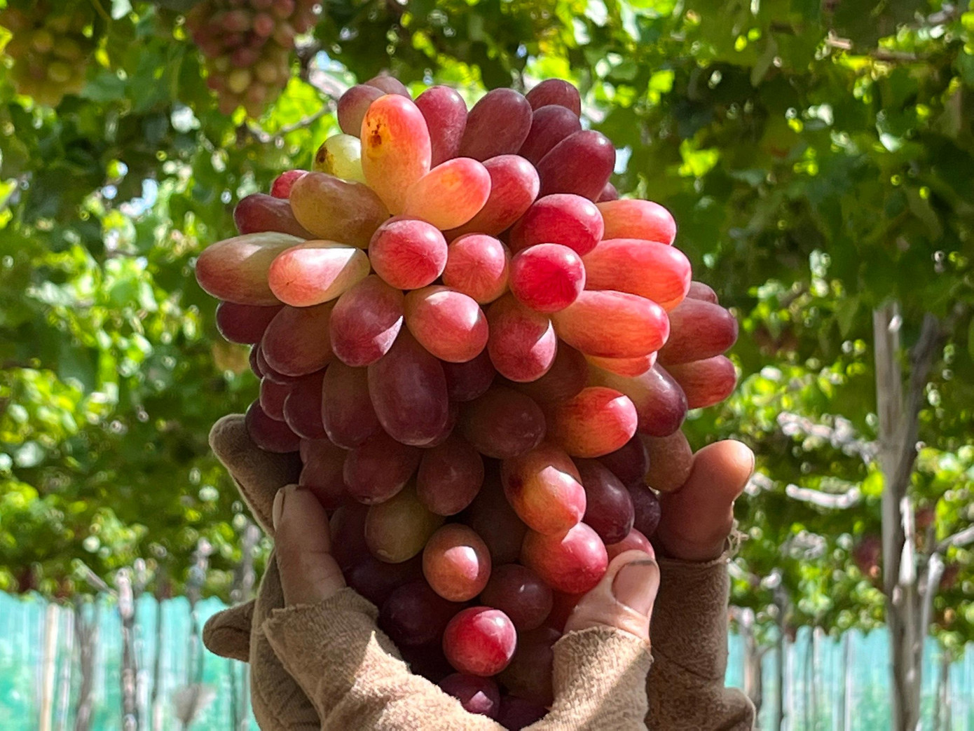 Giống "nho ba màu" cho năng suất cao hơn các giống bình thường. Ảnh C.H Giống "nho ba màu" cho năng suất cao hơn các giống bình thường. Ảnh C.H
