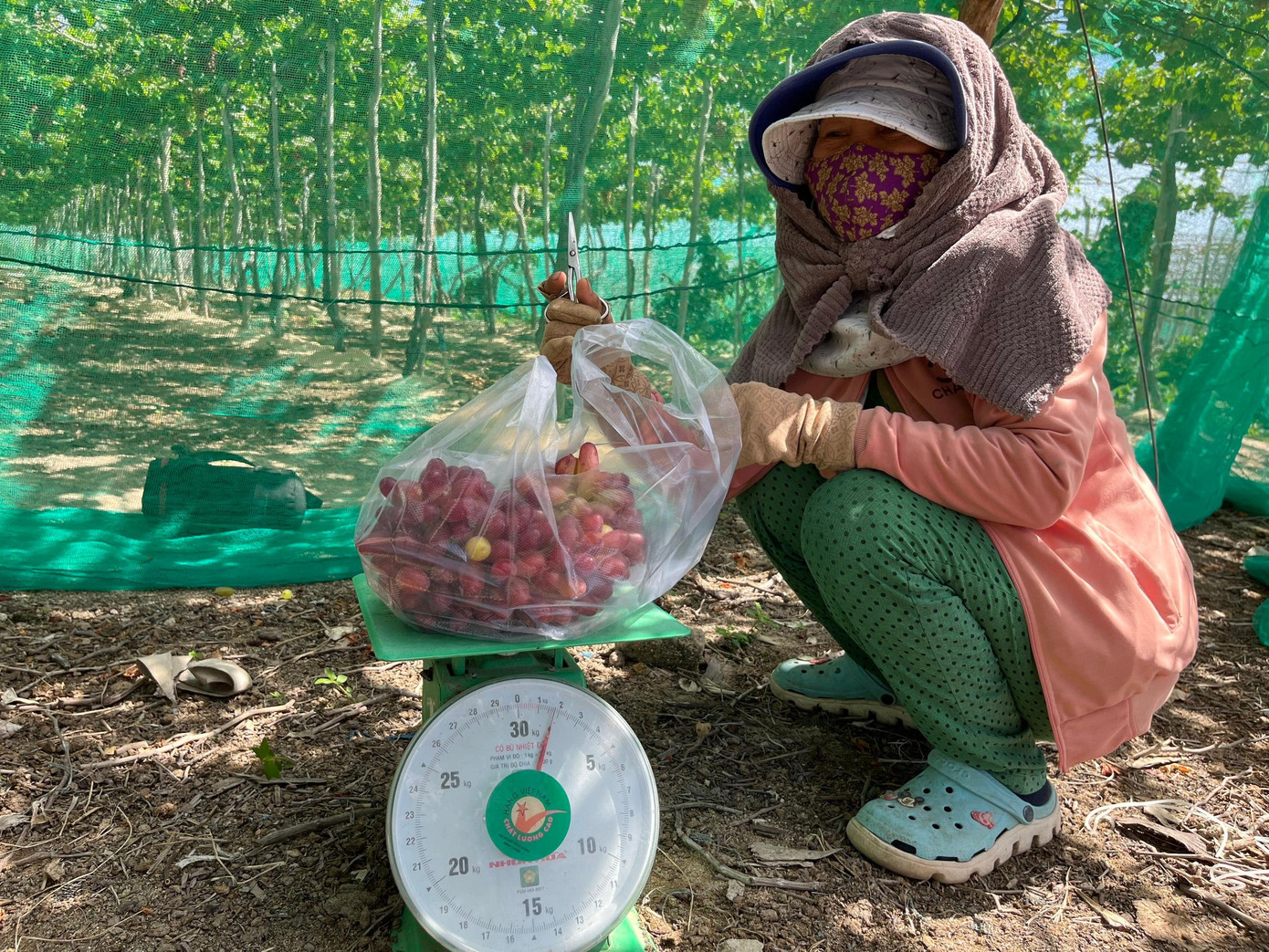 Bà Phượng hái "nho ba màu" chín bán cho du khách. Ảnh C.H Bà Phượng hái "nho ba màu" chín bán cho du khách. Ảnh C.H