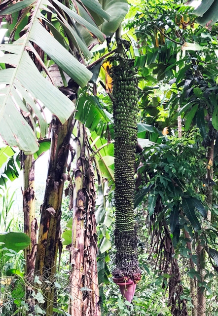 Buồng chuối khủng “đẻ” gần 200 nải vẫn chưa dừng lại ảnh 2
