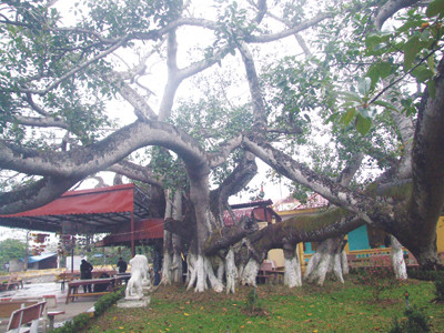 Cây đa 13 rễ được đánh giá vào khoảng 600 – 700 năm tuổi ở xóm Trại 1, phường Đằng Giang, quận Ngô Quyền, TP Hải Phòng. Cây đa 13 rễ được đánh giá vào khoảng 600 – 700 năm tuổi ở xóm Trại 1, phường Đằng Giang, quận Ngô Quyền, TP Hải Phòng