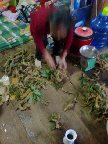 Một điểm bán sâm Ngọc Linh giả ở Đăk Tô, Kon Tum. Một điểm bán sâm Ngọc Linh giả ở Đăk Tô, Kon Tum