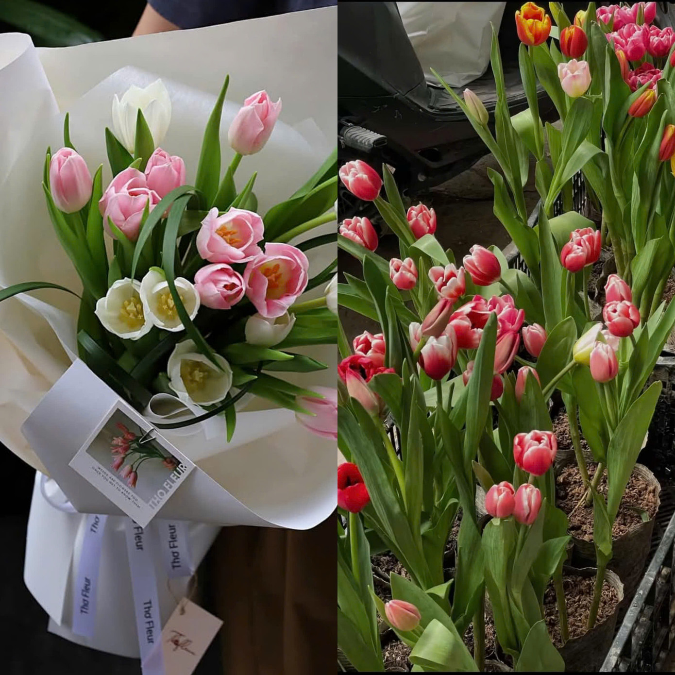 Giá một bó hoa tulip 10 bông dao động từ 180.000 đồng - 250.000 đồng, đa dạng mẫu mã. Giá một bó hoa tulip 10 bông dao động từ 180.000 đồng - 250.000 đồng, đa dạng mẫu mã.
