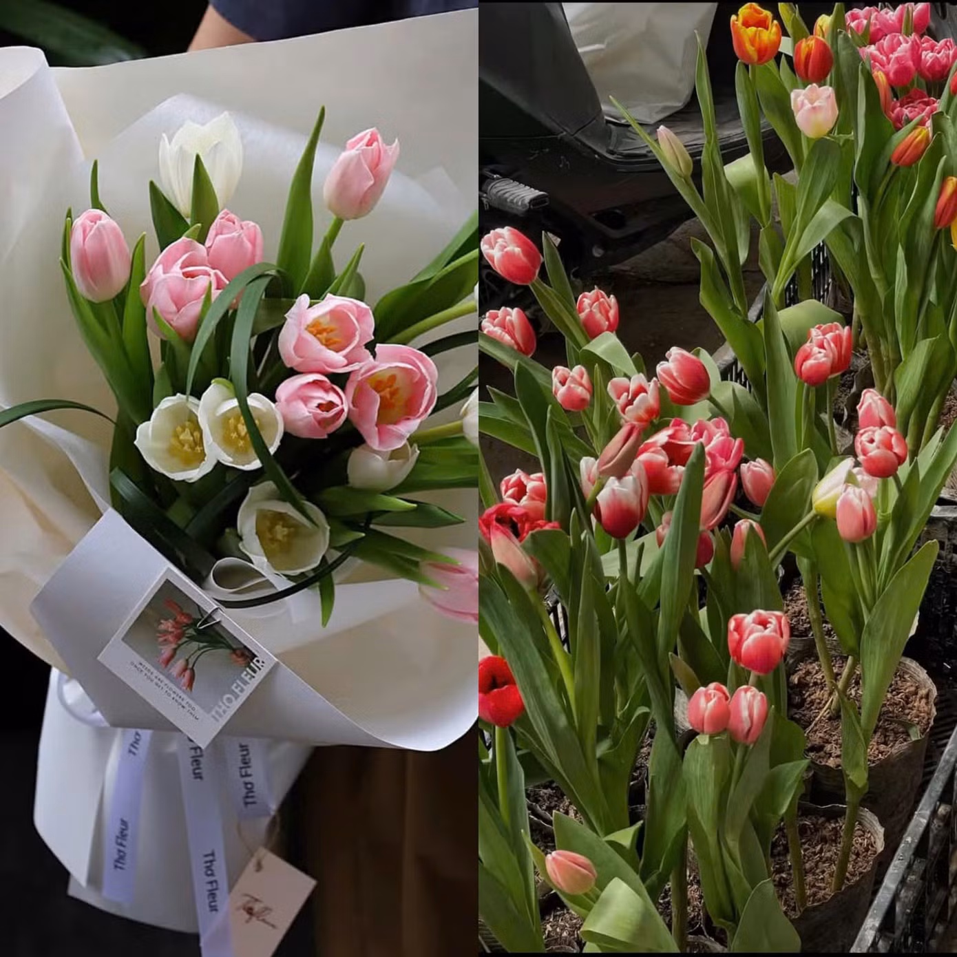 Giá một bó hoa tulip 10 bông dao động từ 180.000 đồng - 250.000 đồng, đa dạng mẫu mã.