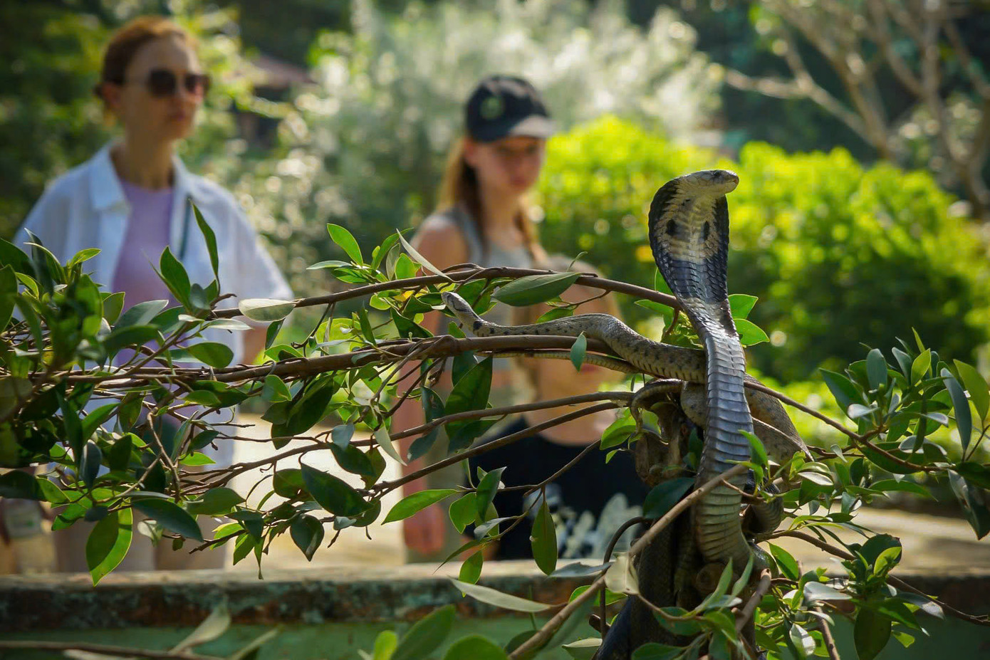 Trại rắn Đồng Tâm tại Tiền Giang có tên gọi khác là Trung tâm Nuôi trồng nghiên cứu chế biến dược liệu, Cục Hậu cần - Kỹ thuật, Quân khu 9. Nơi đây được mệnh danh là trại rắn lớn nhất Việt Nam và là điểm du lịch độc đáo với du khách trong nước và quốc tế.