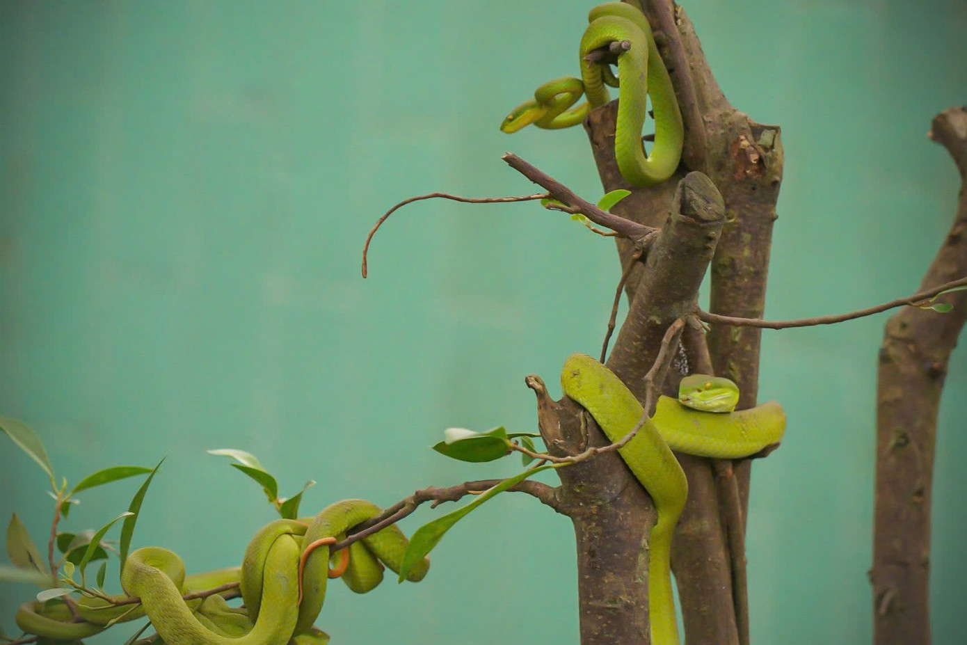 Hiện nay, trại rắn Đồng Tâm đang bảo tồn các cá thể rắn thuộc hơn 50 loài khác nhau, bao gồm nhiều loài rắn cực độc đang có nguy cơ tuyệt chủng, cùng với một số loài động vật quý hiếm khác.