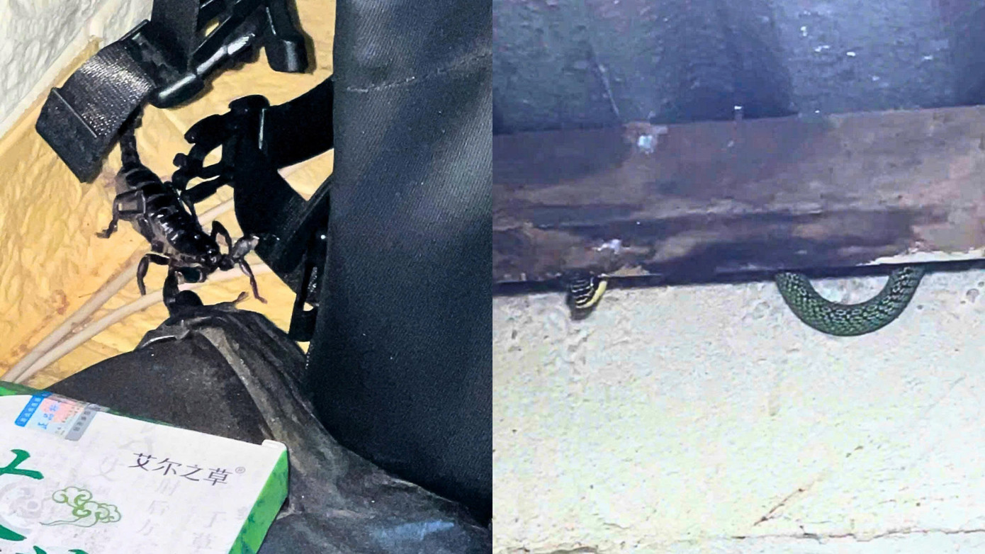 Bọ cạp và rắn thường núp sau cặp sách, kệ tủ và khe tường ở phòng trọ của Lành. Bọ cạp và rắn thường núp sau cặp sách, kệ tủ và khe tường ở phòng trọ của Lành.