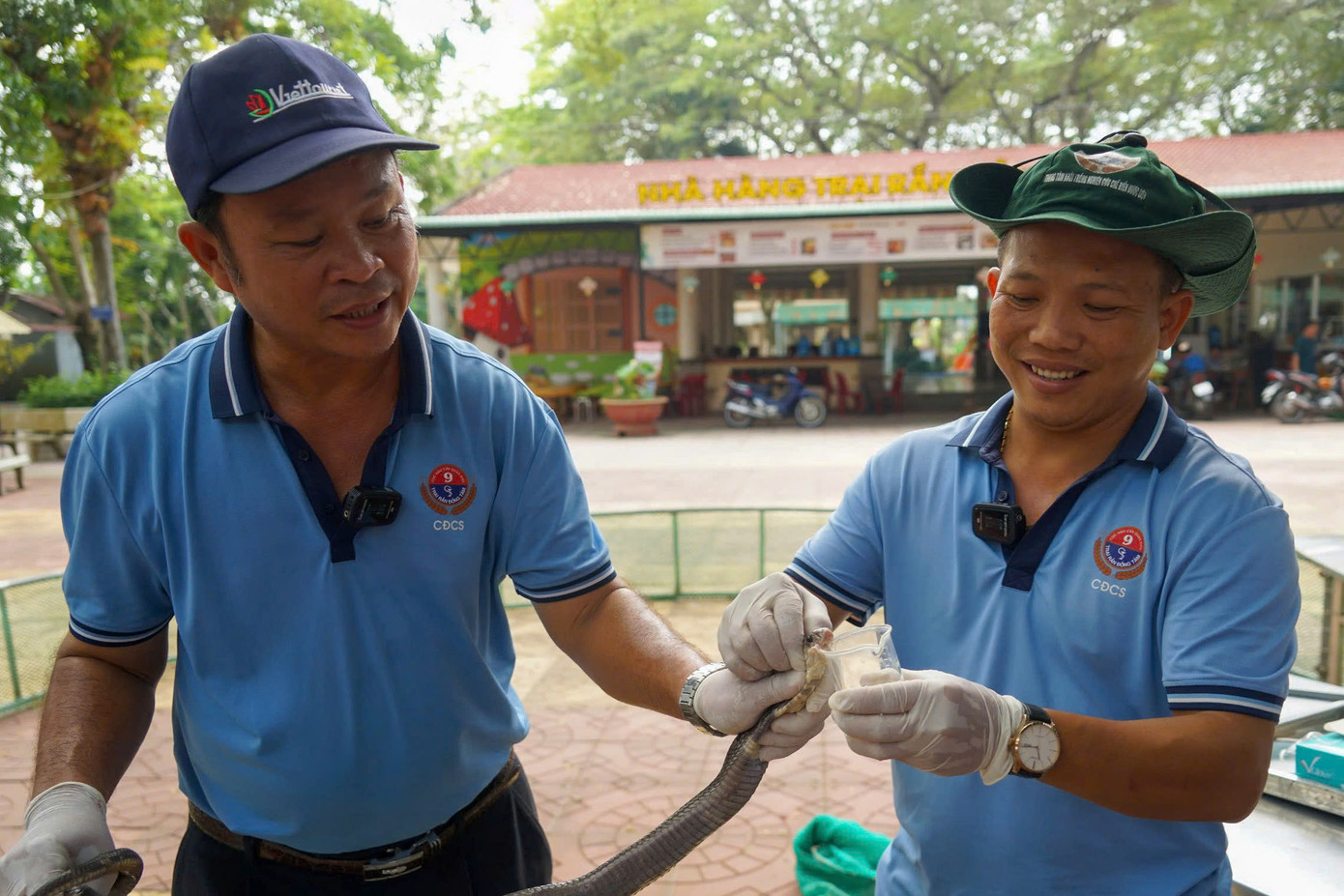 Qua thao tác lấy nọc của rắn hổ mang đất, rắn lục đuôi đỏ, cạp nong... nhân viên trại rắn sẽ phổ biến kiến thức về các loài rắn độc để phòng tránh, cấp cứu đúng cách.