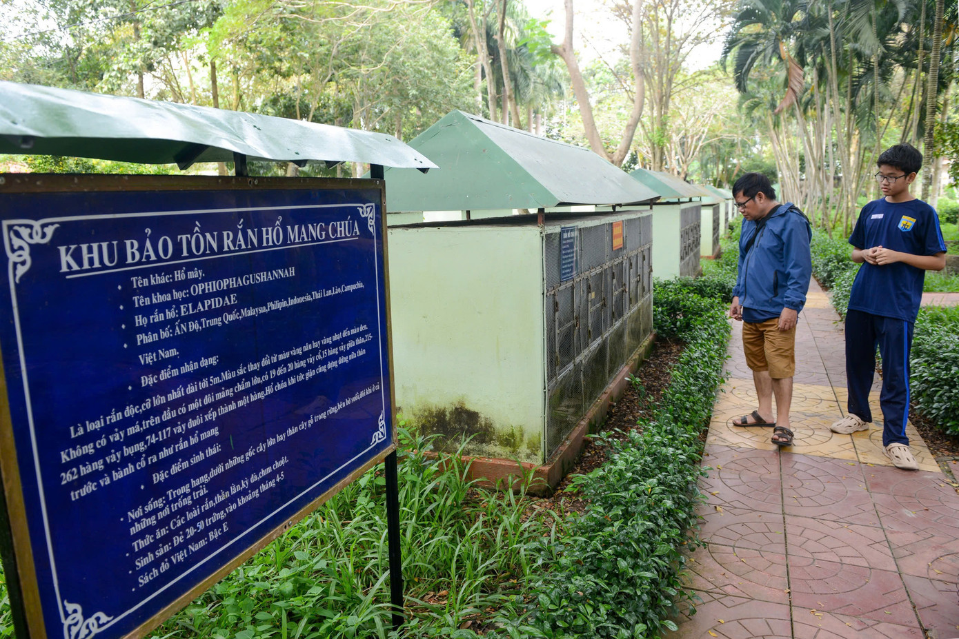 Trung tâm hiện đang có đến vài trăm con rắn hổ chúa, một con rắn hổ chúa trưởng thành có trọng lượng từ khoảng 6 kg, chiều dài có thể đạt 3 - 4 m. Trong đó, có cá thể rắn hổ chúa “khủng” nhất dài đến 4,7 m, nặng khoảng 17 kg; hiện tại, cá thể rắn này đang được chăm sóc tại Trại rắn Đồng Tâm 2 (Phú Quốc).