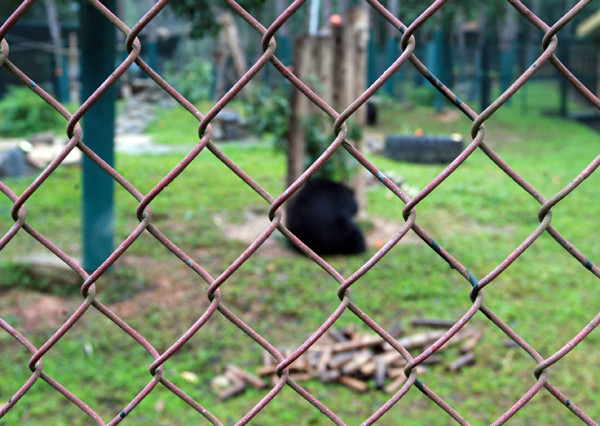 Gấu được nuôi dưỡng và bảo vệ trong một khuôn viên riêng, có lưới sắt bảo vệ an toàn