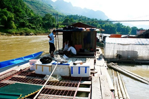 Huyền bí chuyện những “chúa tể lòng sông” lớn lên trong lồng sắt ảnh 2