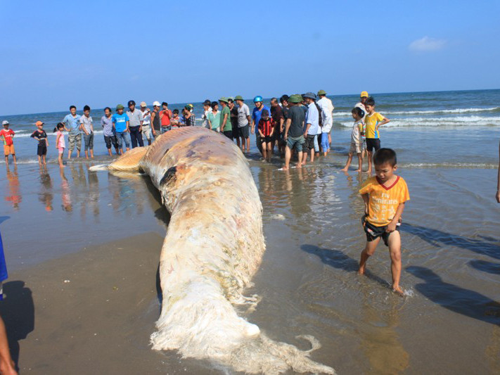 Xác con cá voi xám trôi dạt vào bãi biển xã Hải An, huyện Tĩnh Gia (Thanh Hóa) trưa 1/11. Ảnh: Hoàng Lam
