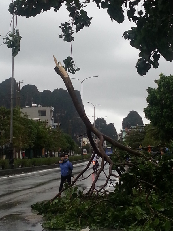 Bão làm gãy đổ nhiều cây cối 