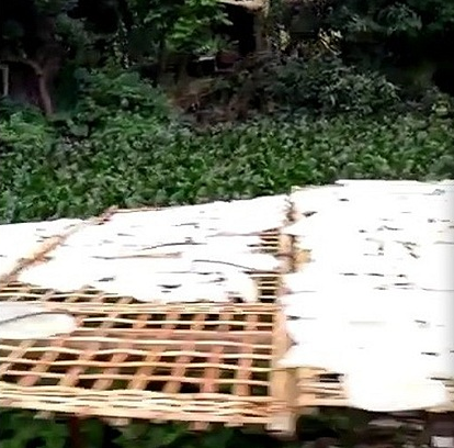 Bì lợn được phơi cạnh bờ ao