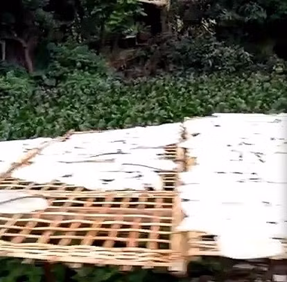 Bì lợn được phơi cạnh bờ ao