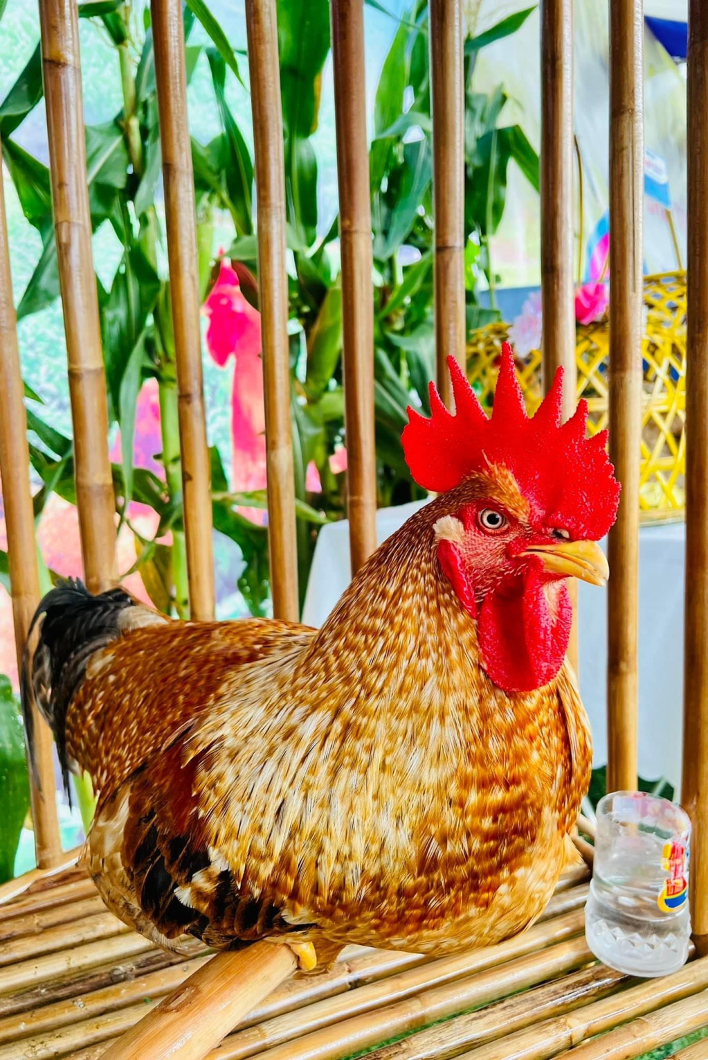 Một ứng cử viên cho danh hiệu "Vua gà". Một ứng cử viên cho danh hiệu "Vua gà".