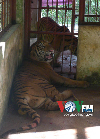 Bị công an truy đuổi, tài xế ném hai con hổ chặn đường ảnh 1