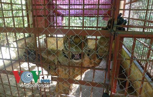 Bị công an truy đuổi, tài xế ném hai con hổ chặn đường ảnh 2