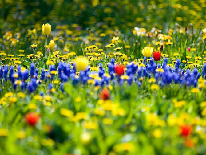 Đẹp hút hồn những cánh đồng hoa ảnh 24