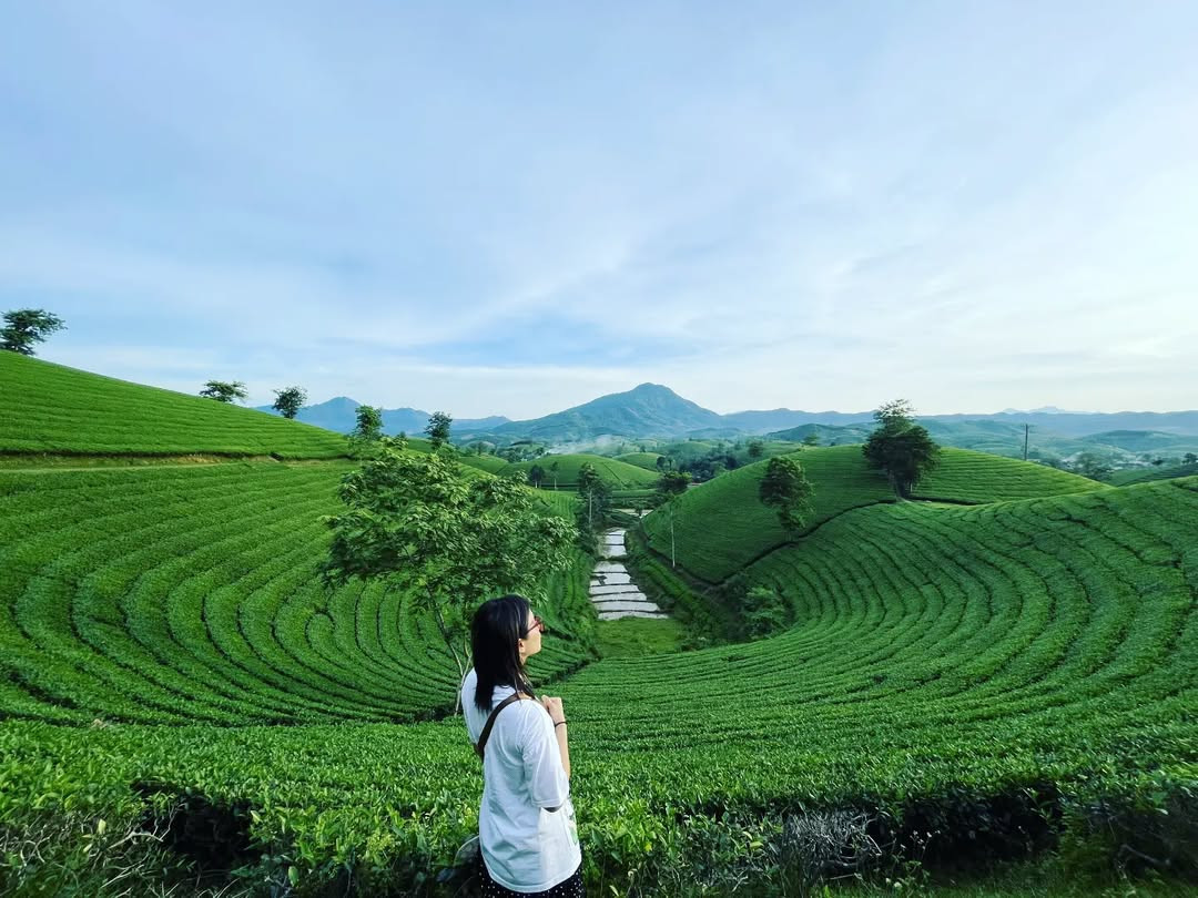 Không thua gì đồi chè Mộc Châu hay đồi chè Cầu đất, đồi chè Long Cốc cũng có thể khiến bạn có những hình ảnh đẹp miễn bàn! Ảnh: @ttquynh000, @ngoctuyetduong, Nguyễn Anh Chiêm.