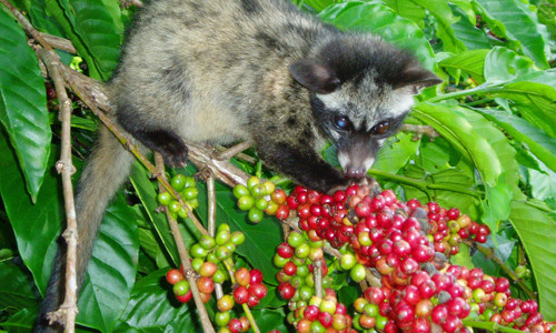 Thử nghiệm cho chồn ăn quả trên cây. Thử nghiệm cho chồn ăn quả trên cây