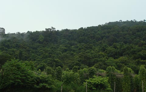 Rừng Bãi Thơm, nơi theo đồn đại có nhiều rắn hổ mây khổng lồ 