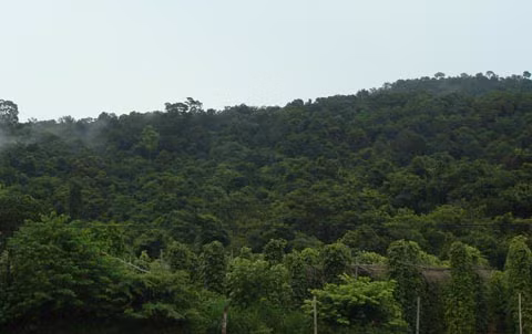 Rừng Bãi Thơm, nơi theo đồn đại có nhiều rắn hổ mây khổng lồ 