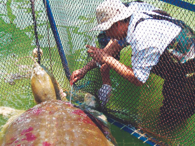 Cụ Rùa đang dần bình phục và sắp được đưa trở lại Hồ Gươm 