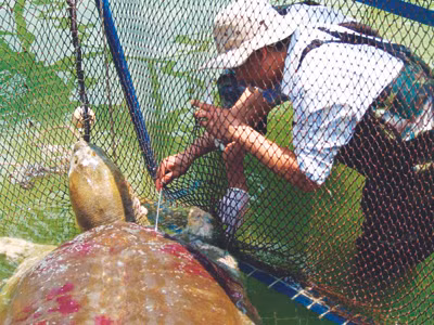 Cụ Rùa đang dần bình phục và sắp được đưa trở lại Hồ Gươm 