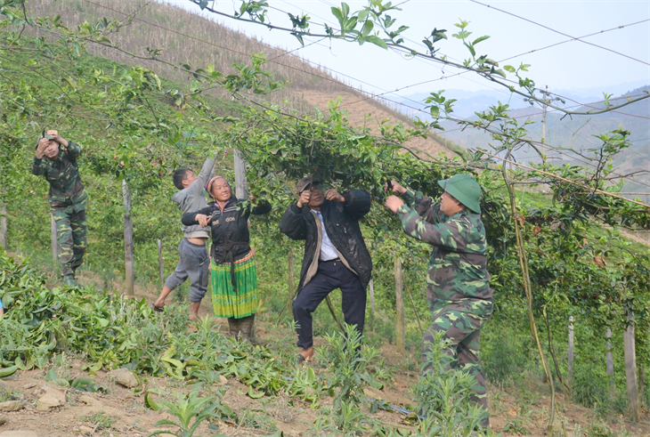 Bộ đội Biên phòng Sơn La giúp dân biên giới trồng cây trên đất dốc, giúp người dân thoát nghèo. Bộ đội Biên phòng Sơn La giúp dân biên giới trồng cây trên đất dốc, giúp người dân thoát nghèo.