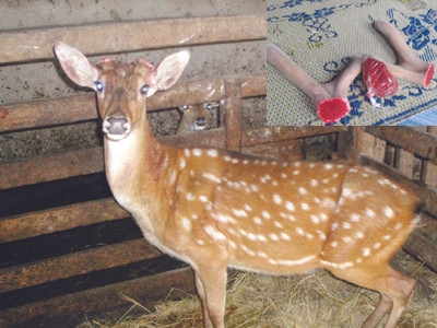 Những chú hươu còn sót lại ở làng Quỳnh (ảnh lớn). Một đôi nhung hươu vừa cắt (ảnh nhỏ)