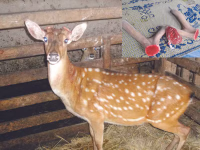 Những chú hươu còn sót lại ở làng Quỳnh (ảnh lớn). Một đôi nhung hươu vừa cắt (ảnh nhỏ)