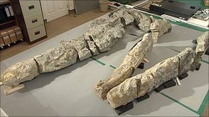 Hóa thạch được bao phủ trong lớp đá 